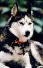 Benutzerbild von bluepointer